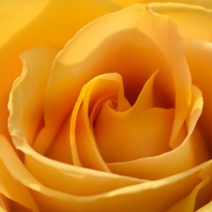 rose, flower, petals